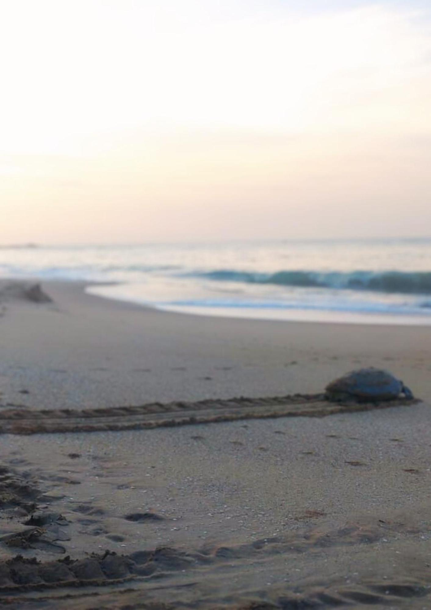 Amour At Turtle Beach แทนกาลเล ภายนอก รูปภาพ