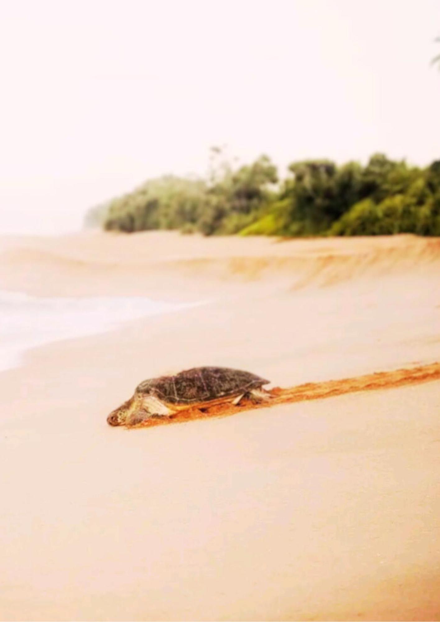 Amour At Turtle Beach แทนกาลเล ภายนอก รูปภาพ